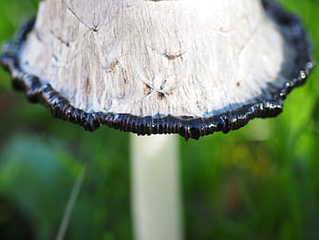 schopf, houba, comatus, schopf comatus, coprinus comatus, chřest houba, porcelánový komatus, tintenpilz, tintenschopfling, druhů hub, relativní relativní