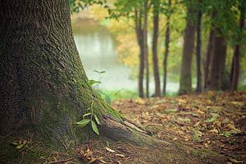 Bäume, Moos, Wald, Herbst, Blätter, Natur