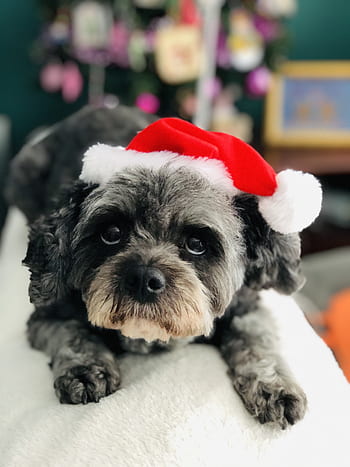 christmas, dog, cute, pet, animal, xmas, funny, holiday, adorable, cap, red
