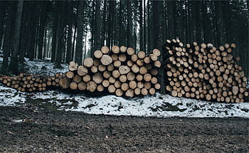 brown, wood logs lot, brown wood, logs, lot, forest, gray, green, snow, trees, white