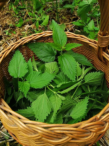 stinging nettle, nettle, green, spring, shopping cart, picnic