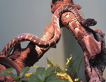boelens python, φίδι, άγρια ​​ζωή, φύση, περίφραξη, ΖΩΟΛΟΓΙΚΟΣ ΚΗΠΟΣ, morelia boeleni, μαύρο πύθωνα, Νέα Γουινέα, βουνά, έρπων