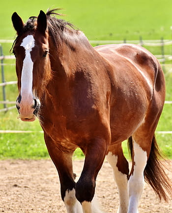 selective, focus photography, brown, horse, ground, shire horse, coupling, wildlife photography, reitstall, animal world, meadow
