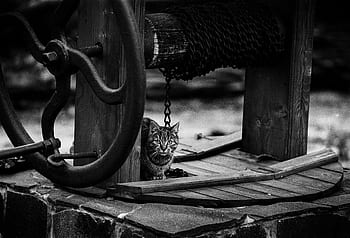 Graustufenfoto von Katze, Schwarzweiss-Katze, monochromes Katzenbild, Katze in Graustufen, Katzenfoto im Freien, Katze in der Nähe von Holzstruktur, Katze mit Kette, rustikales Katzenfoto, Katze auf Holzplattform, Katze in Schwarz und Weiß, Katze im Außenbereich