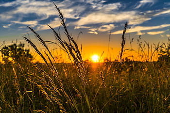 zelená, travnaté hřiště, fotografování západu slunce, zelená tráva, západ slunce, fotografování, letní, louka, Příroda, krajina, slunce
