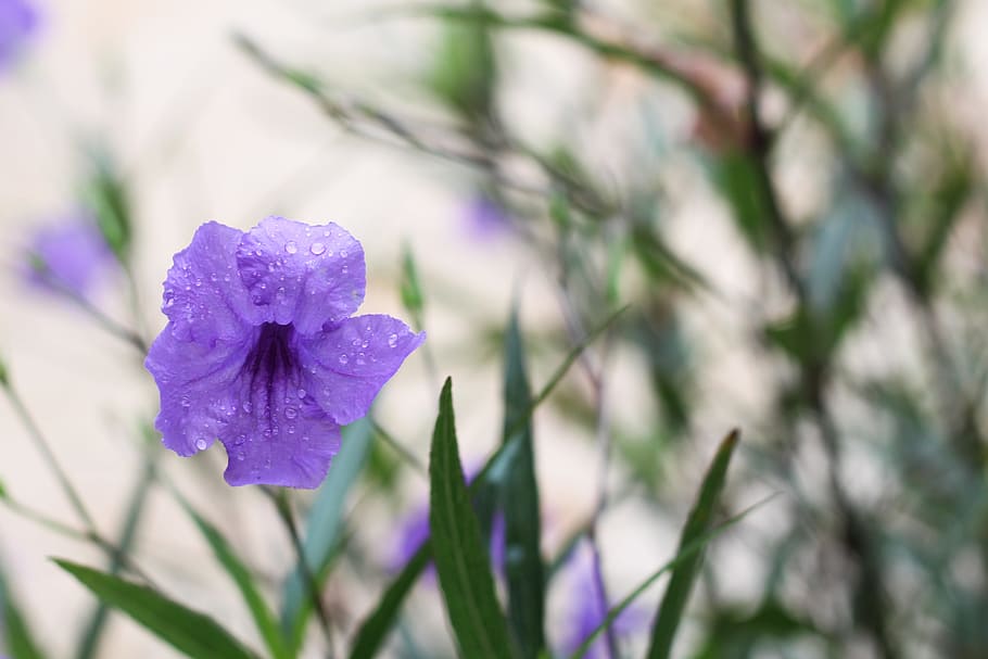 flower, neck, the beauty, light, green, the morning, sunny, natural, green leaf, plant, leaf