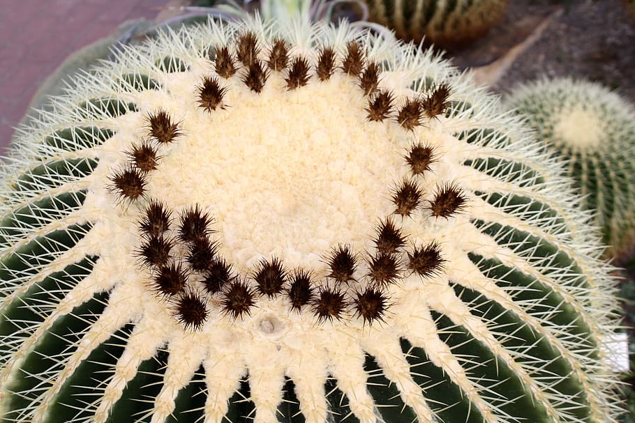 kaktus, Botanická zahrada, kiel, mecklenburg