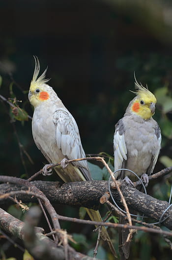 Nymph, Parakeets, Dwarf, Parrot, nymph parakeets, dwarf parrot, birds, zoo, grey, bird, pets