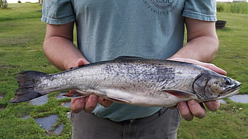 Maine, Moosehead Lake, Brook Trout, new england, fishing, big fish, fish, seafood, catch of fish, outdoors, day