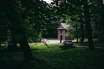 verde, grama, folhas, árvores, floresta, parque, caminhada, ao ar livre, turismo, caminho, bosques