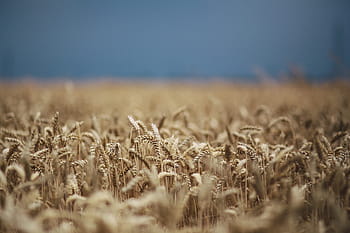 Grano dorado, verano, oro, dorado, grano, campo, trigo, agricultura, naturaleza, escena rural, cultivo