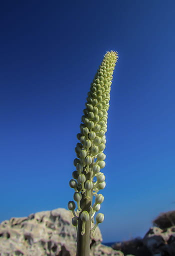Plant, Blooming, Flower, Blossom, Summer, flora, cyprus, blue, clear sky, nature, growth
