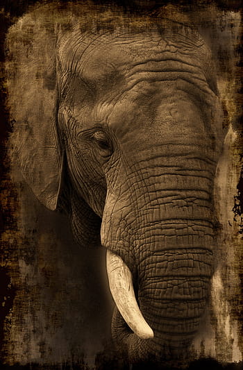 gray elephant painting, elephant, africa, safari, animal, african bush elephant, zoo, proboscis, wilderness, close, animal portrait