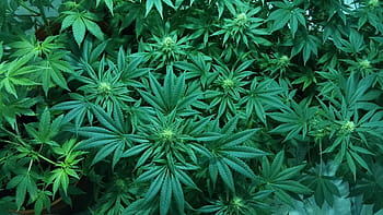 konopí, marihuana, lékařské marihuany, plevel, hydroponické