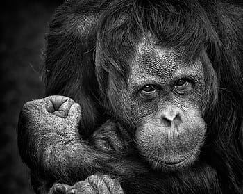 grayscale photo, ape, chimpanzee, monkey, portrait, primate, nature, close up, face, head, looking