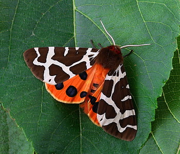 tiger můra, zelená, list, mol, makro, hmyz, zavřít, křídlo, tygr, zvířat, motýl - hmyz
