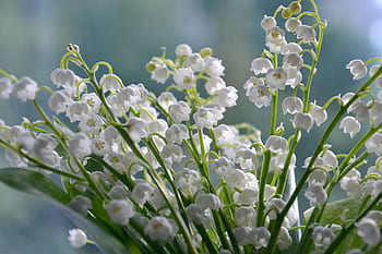 muguet, fleurs, été, la nature, bouquet, fleur, blanc, arôme, Floraison