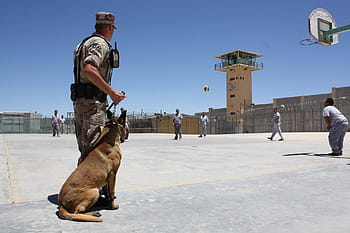 voják, belgický malinois, sledování, vězňů, uvnitř, vězení, Průhledná, nebe, Pes, policie, ar