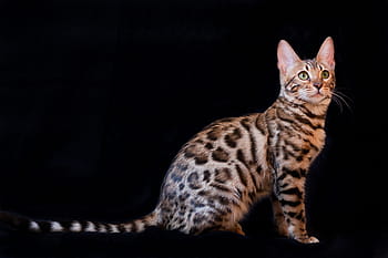 brown, black, bengal cat, kitten, b, cat, bengal, pet, bengali, beautiful, bengal kitten