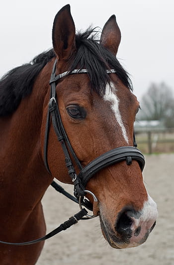 cavallo marrone, cavallo, capo, ritratto, Marrone, animali domestici, un animale, giorno, avvicinamento, nessuno, all'aperto