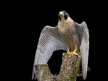 Černá, bílý, orel sedící, větev stromu, raptor, sokol stěhovavý, sokol, pták, Pírko, peří, fotografování divoké zvěře
