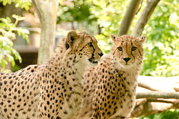 to cheetahs fotografering, Afrika, Kenya, safari, natur, ferie, Nationalpark, dyr, landskab, naturpark, pattedyr