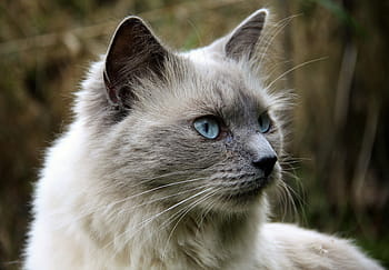 선택적, 초점 사진, 히말라야 고양이, 고양이, 동물, 고양이 눈, 고양이 같은, 국내 고양이, 한 마리의 동물, 애완 동물, 수염 결정
