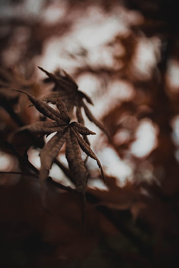 selektivní, zaostřovací fotografie, konopí, list, rostlina, Příroda, rozmazat, strom, detail, les