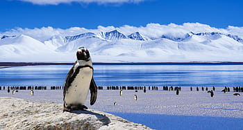 white, penguin, standing, stone, daytime, ice, cold, winter, snow, bird, nature
