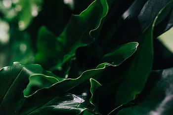 hijau, tanaman, daun, Close-up, tanaman hijau, daun tanaman, alam, kesegaran, latar belakang, sayur-sayuran, Warna hijau