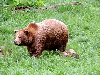 brun bjørn, pattedyr, omnivore, bære, rovdyr, natur, dyr, Brun, pels, dyreliv park, maverick