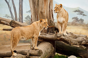 two, beige, lions, tree branches, lioness, downed, trees, africa, animal, big, carnivore