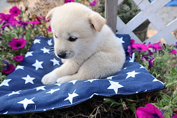 cucciolo, cane, animale, carina, cani da compagnia, animale domestico, divertimento, cane bianco, poco, piccolo, amico