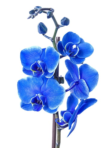 modrý, můra orchidej květina, phalaenopsis, orchidej, modré barvy, phalaenopsis orchidej, květ, tropický, motýl orchidej, rostlina, flóra