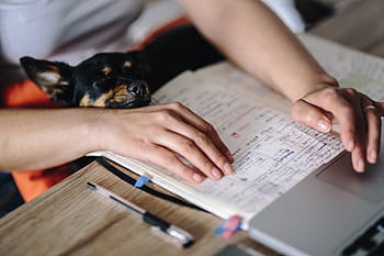trabajando, computadora portátil, perro, mujer, adulto, niña, oficina, espacio de trabajo, lugar de trabajo, computadora, tecnología