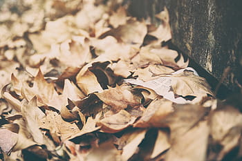 Nahaufnahmefoto, getrocknet, Blätter, Herbst, fallen, Sommer-, Natur, braun, Nahansicht, keine Leute, Tag